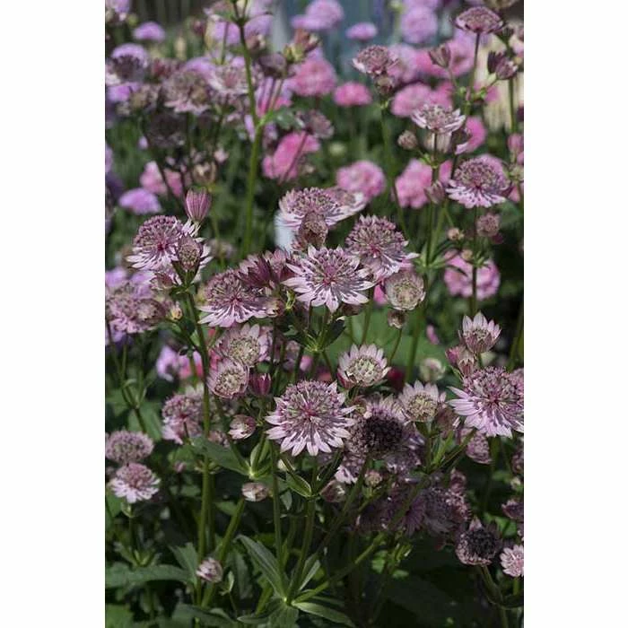 Astrantia major 'Button Pink' | Perennials | 5 x Large Plugs