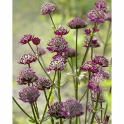 Astrantia major 'Moulin Rouge' | Perennials | 5 x Large Plugs