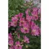 Alstroemeria x hybrida 'Summer Saint' | Perennials | 5 x Large Plugs