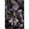 Alternanthera 'Purple Knight' | Bedding | 5 x Large Plugs
