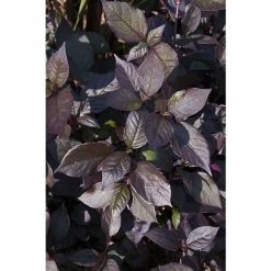 Alternanthera 'Purple Knight' | Bedding | 5 x Large Plugs