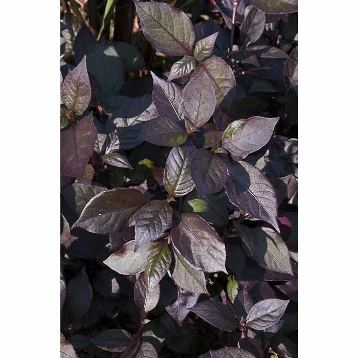 Alternanthera 'Purple Knight' | Bedding | 5 x Large Plugs