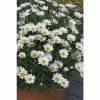 Argyranthemum 'Everest' | Bedding | 5 x Large Plugs