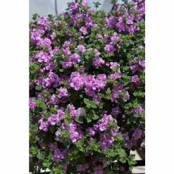 Bacopa Scorpia® 'Double Ballerina Pink' | Bedding | 5 x Large Plugs