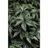 Begonia 'Hybrida Gryphon' | Bedding | 5 x Large Plugs