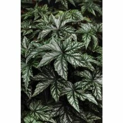 Begonia 'Hybrida Gryphon' | Bedding | 5 x Large Plugs