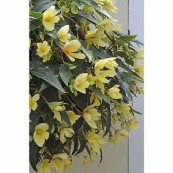 Begonia Million Kisses® 'Honeymoon' | Bedding | 5 x Large Plugs