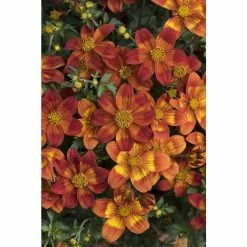 Bidens 'Bee Happy Red' | Bedding | 5 x Large Plugs