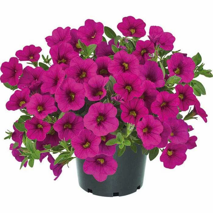 Calibrachoa Cabaret® 'Early Neon Rose' | Bedding | 5 x Large Plugs