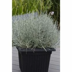 Calocephalus 'Titanium' | Perennials | 5 x Large Plugs