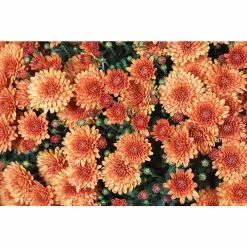 Chrysanthemum Belgian Garden Mums 'Santanos' | Bedding | 5 x Large Plugs