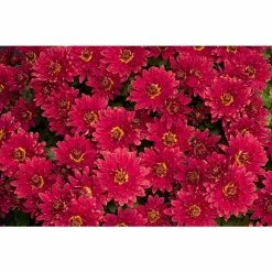 Chrysanthemum Belgian Garden Mums 'Erina Red' | Bedding | 5 x Large Plugs