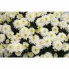 Chrysanthemum Belgian Garden Mums 'Osimo White | Bedding | Perennials | 5 x Large Plugs