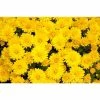 Chrysanthemum Belgian Garden Mums 'Vittorio' | Bedding | Perennials | 5 x Large Plugs