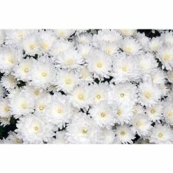 Chrysanthemum Belgian Garden Mums 'Marco' | Bedding | Perennials | 5 x Large Plugs