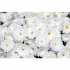 Chrysanthemum Bran Series 'Branbeach White' | Bedding | Perennials | 5 x Large Plugs
