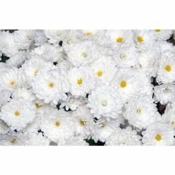 Chrysanthemum Bran Series 'Branbeach White' | Bedding | Perennials | 5 x Large Plugs
