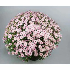 Chrysanthemum Bran Series 'Branqueen Pink' | Bedding | 5 x Large Plugs