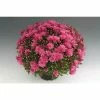 Chrysanthemum Bran Series 'Bransky Lilac' | Bedding | 5 x Large Plugs