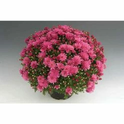 Chrysanthemum Bran Series 'Bransky Lilac' | Bedding | 5 x Large Plugs