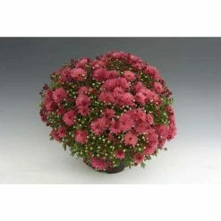 Chrysanthemum Bran Series 'Bransky Plum' | Bedding | 5 x Large Plugs