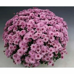 Chrysanthemum Bran Series 'Bransound Pink' | Bedding | 5 x Large Plugs