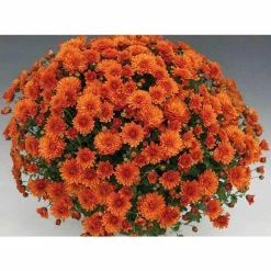 Chrysanthemum Bran Series 'Branspice' | Bedding | 5 x Large Plugs