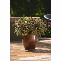 Coleus FlameThrower 'Chilli Pepper' | Bedding | 5 x Large Plugs