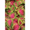 Coleus 'Watermelon' | Bedding | 5 x Large Plugs