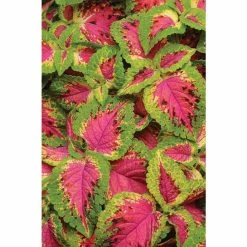 Coleus 'Watermelon' | Bedding | 5 x Large Plugs