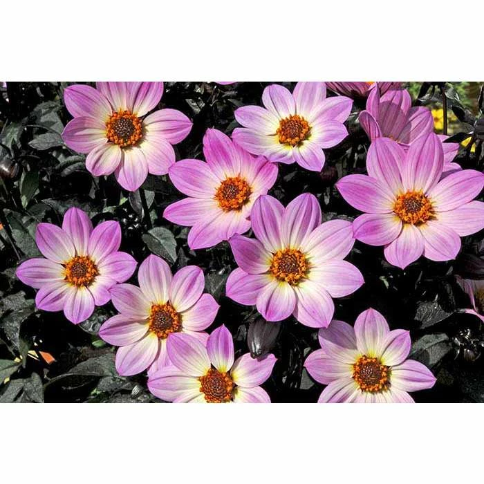 Dahlia Happy Days® 'Pink' | Bedding | 5 x Large Plugs