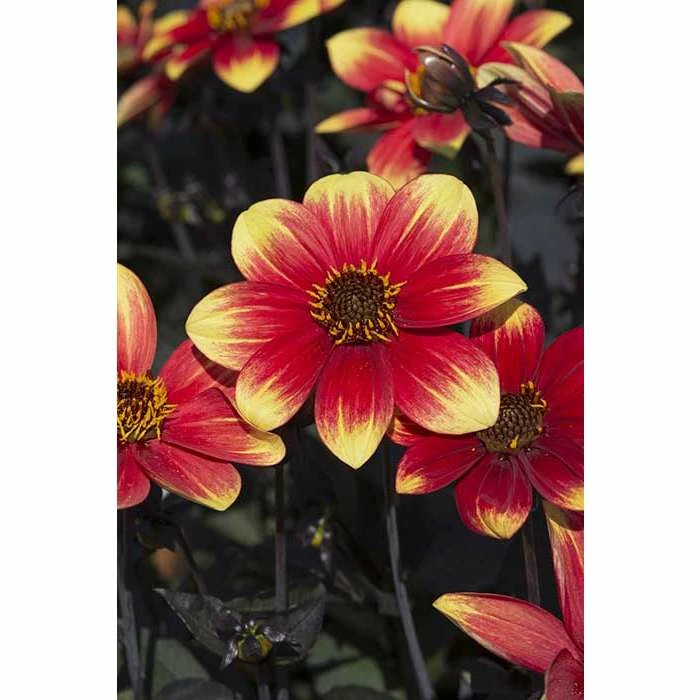 Dahlia Happy Days® 'Red Yellow Bicolour' | Bedding | 5 x Large Plugs