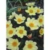 Dahlia Happy Days® 'Yellow' | Bedding | 5 x Large Plugs