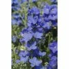 Delphinium grandiflorum 'Diamonds Blue' | Perennial | 5 x Large Plugs