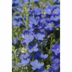 Delphinium grandiflorum 'Diamonds Blue' | Perennial | 5 x Large Plugs