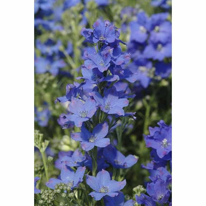 Delphinium grandiflorum 'Diamonds Blue' | Perennial | 5 x Large Plugs