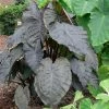 Colocasia RylHwn 'Diamond Head' | Perennials | 2 x Large Plugs