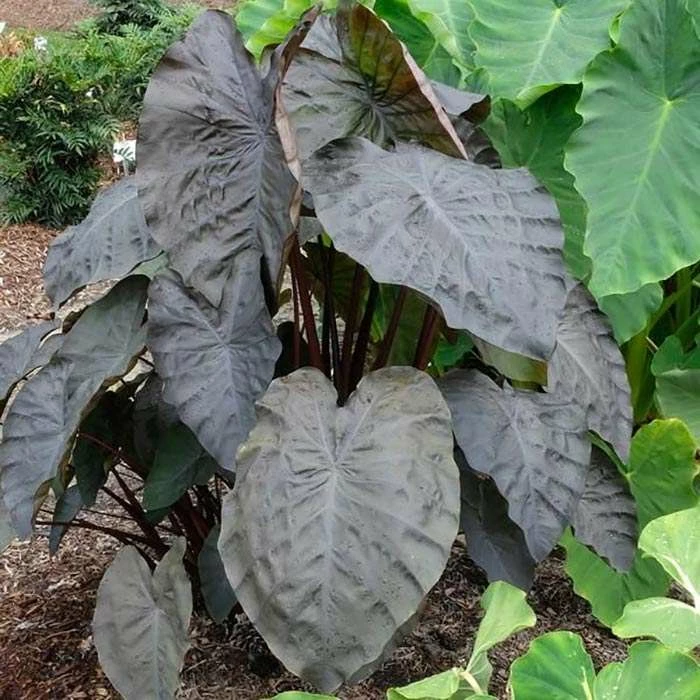 Colocasia RylHwn 'Diamond Head' | Perennials | 2 x Large Plugs