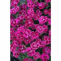 Dianthus Scented 'Purple Wedding®' | Bedding | 5 x Large Plugs
