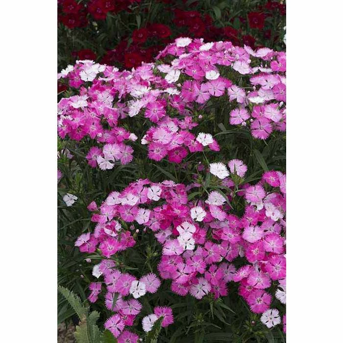 Dianthus x barbatus interspecific Scented Rockin' 'Pink Magic' | Perennial | 5 x Large Plugs