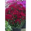 Dianthus x barbatus interspecific Scented Rockin' 'Red' | Perennial | 5 x Large Plugs
