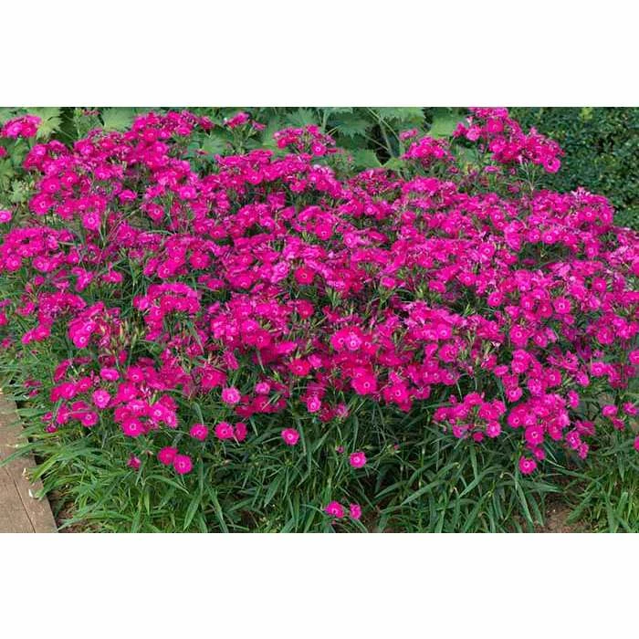 Dianthus x barbatus interspecific Scented Rockin' 'Rose' | Perennial | 5 x Large Plugs