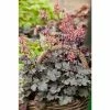Heuchera x hybrida 'City™ Milan' | Flowering Varieties | Perennial | 5 x Large Plugs