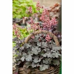 Heuchera x hybrida 'City™ Milan' | Flowering Varieties | Perennial | 5 x Large Plugs
