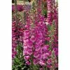 Digitalis purpurea Dalmation 'Rose' | Perennial 5 x Large Plugs
