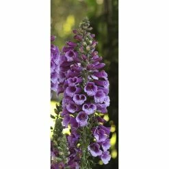 Digitalis purpurea Dalmation 'Purple' | Perennial 5 x Large Plugs