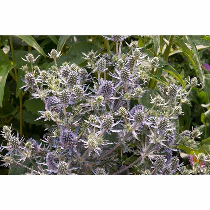 Eryngium planum 'Blue Hobbit' | Perennial | 5 x Large Plugs