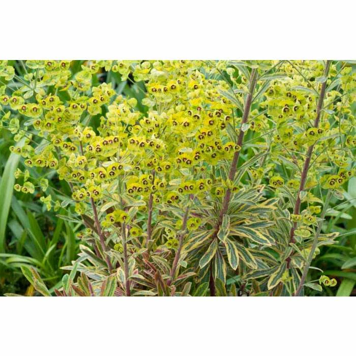 Euphorbia Garden Favourites 'Ascot Rainbow' | Perennial | 5 Plugs