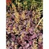 Heuchera x hybrida 'City™ Shanghai' | Flowering Varieties | Perennial | 5 x Large Plugs