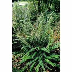 Blechnum spicant | Fern Grower's Favourite | Perennials | 5 x Large Plugs